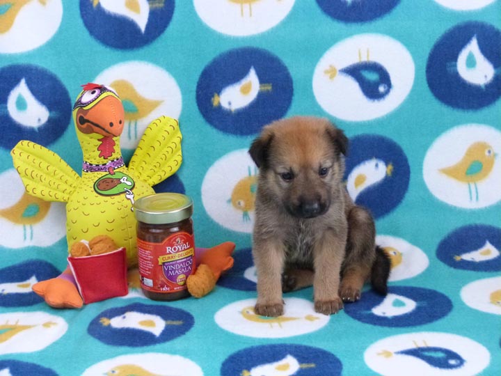 chinook puppy